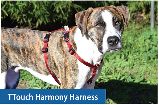 TTouch Harmony Harness