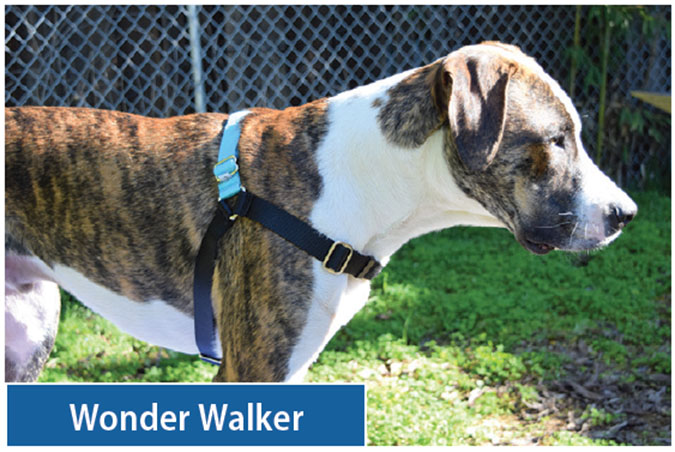 Wonder Walker Body Halter